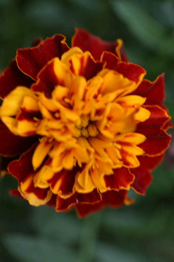 Marigold up close (100mm macro, f/2.8, 1/100 sec) <!--CRW_1812.CRW-->